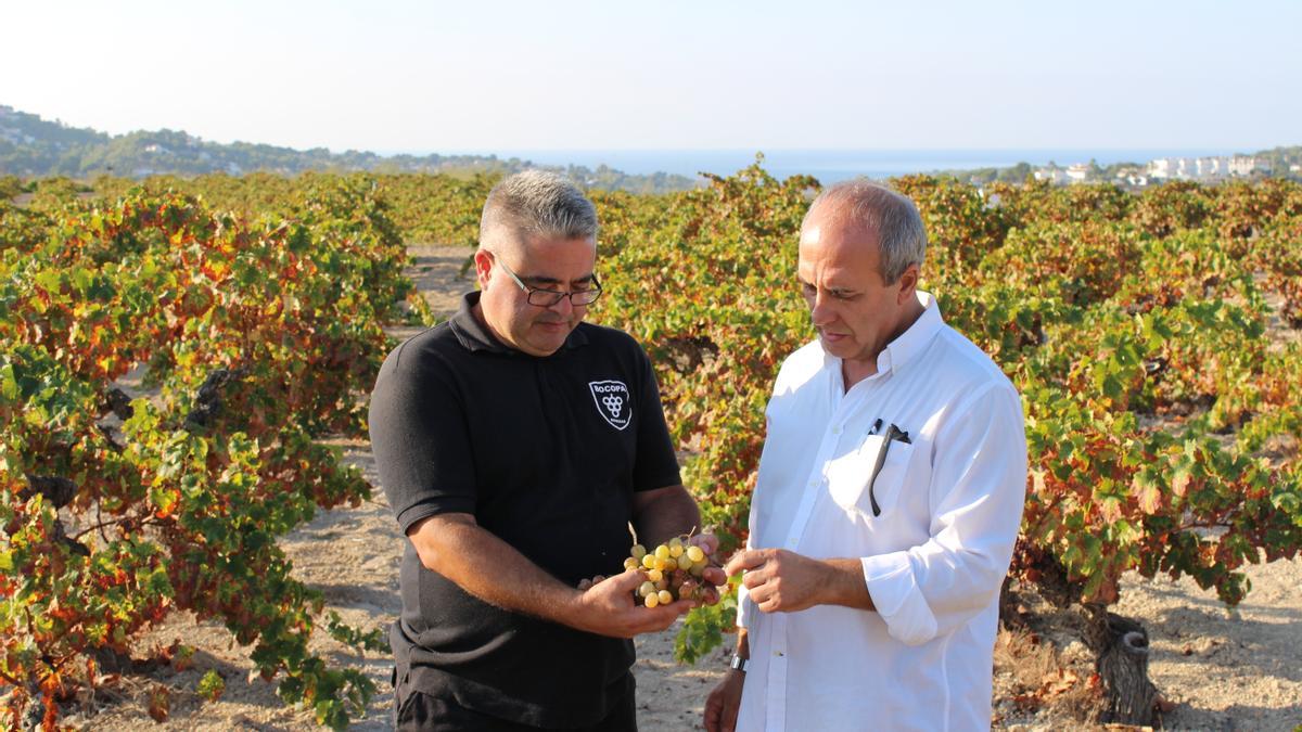 Bodegas Bocopa mantiene un alto compromiso social con la viticultura en la provincia de Alicante