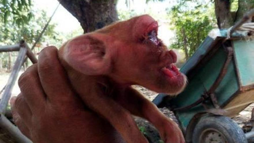 Una truja pareix a Cuba  un porc amb cara de mico