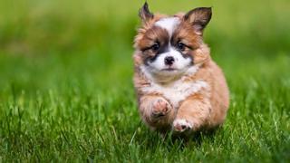 El curso para tenencia de perros se exigirá solo a nuevos dueños y podrá hacerse online