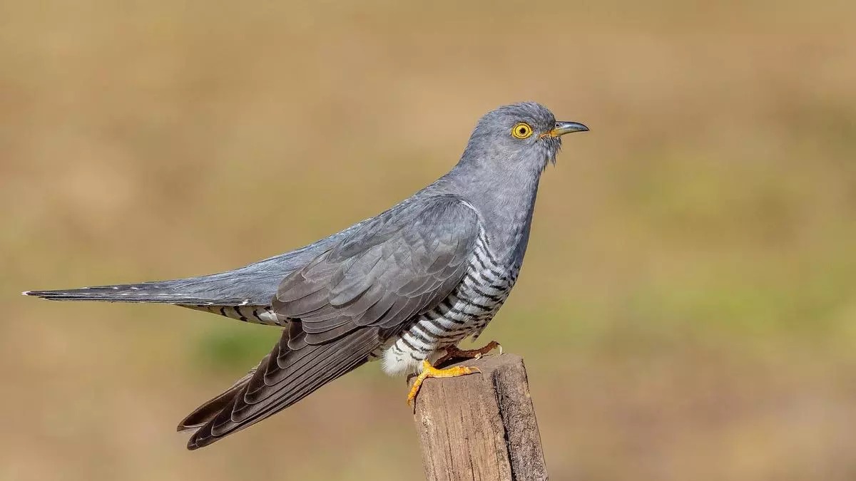 Descubren en las aves pistas sobre los orígenes del lenguaje humano
