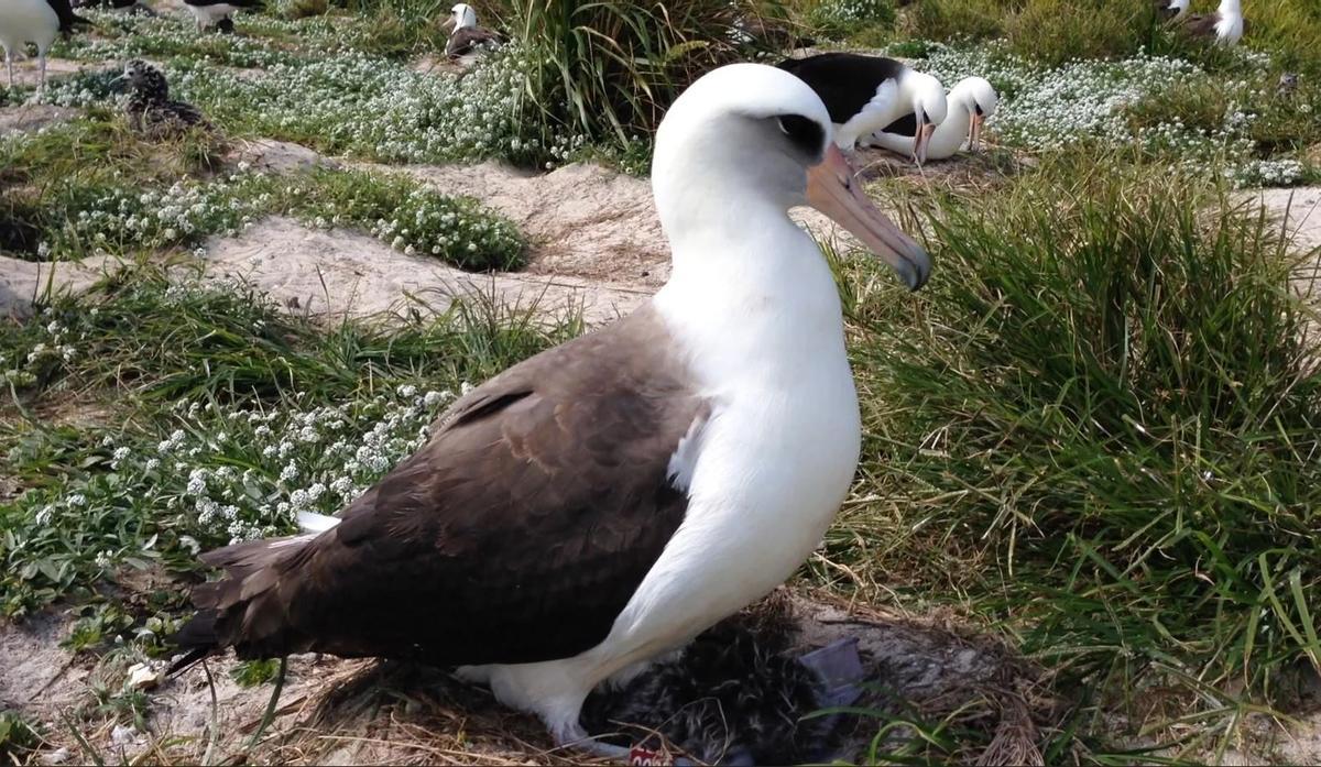 El albatros Widsom, en su hábitat natural