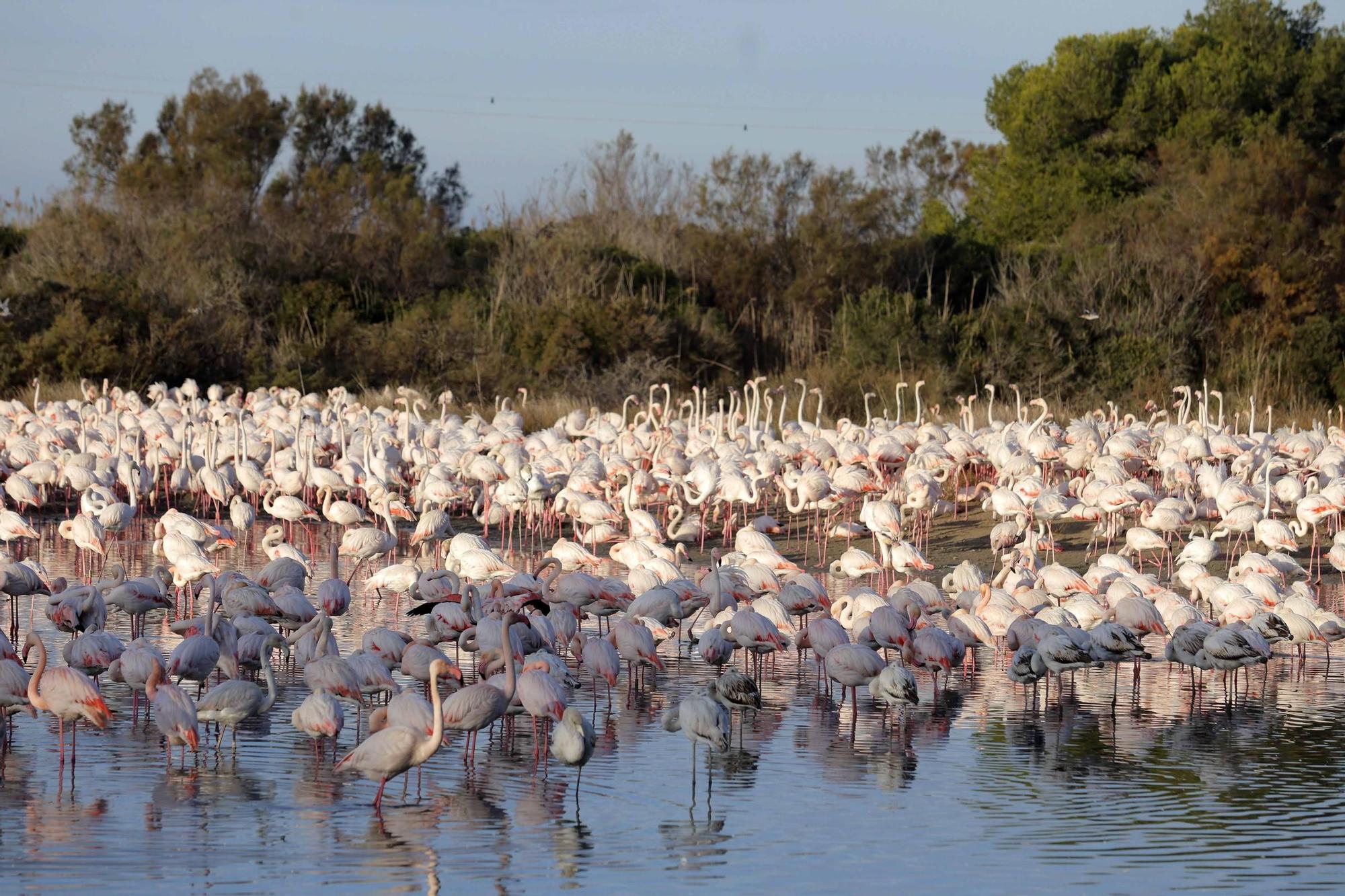 Los flamencos vuelven a L´Albufera para criar