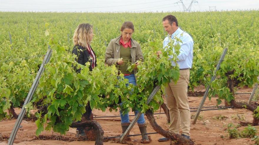 Apag Extremadura Asaja calcula entre 4.000 y 5.000 hectáreas las viñas afectadas por el temporal