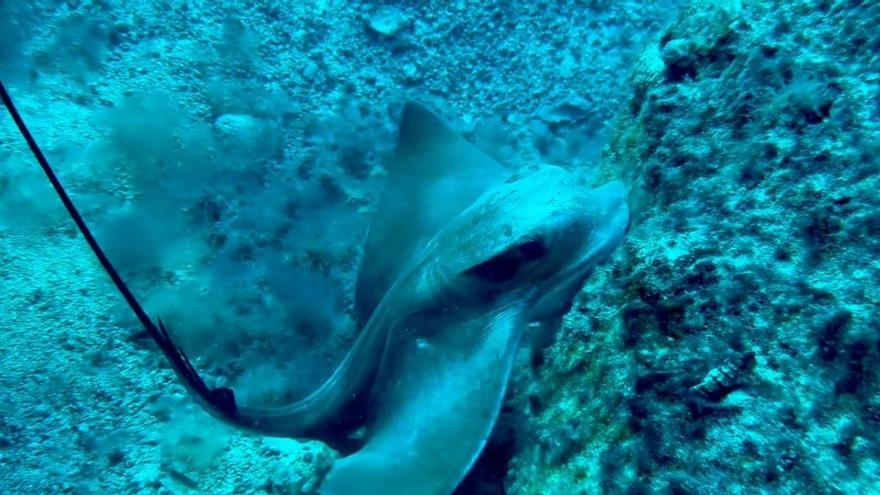 El &#039;ratón&#039; de mar que nada a sus anchas en el Archipiélago Chinijo en busca de sus presas