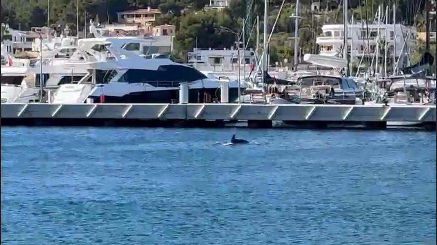 Zwei Delfine schauen sich in der Bucht von Port d&#039;Andratx um