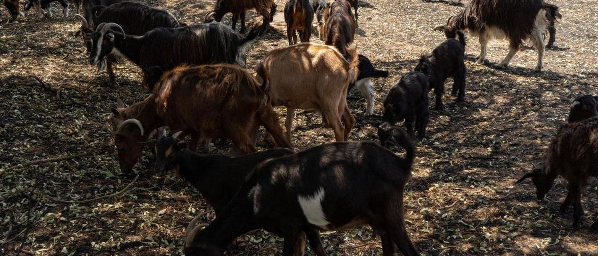 Un rebaño de cabras en San Martín de Tábara.