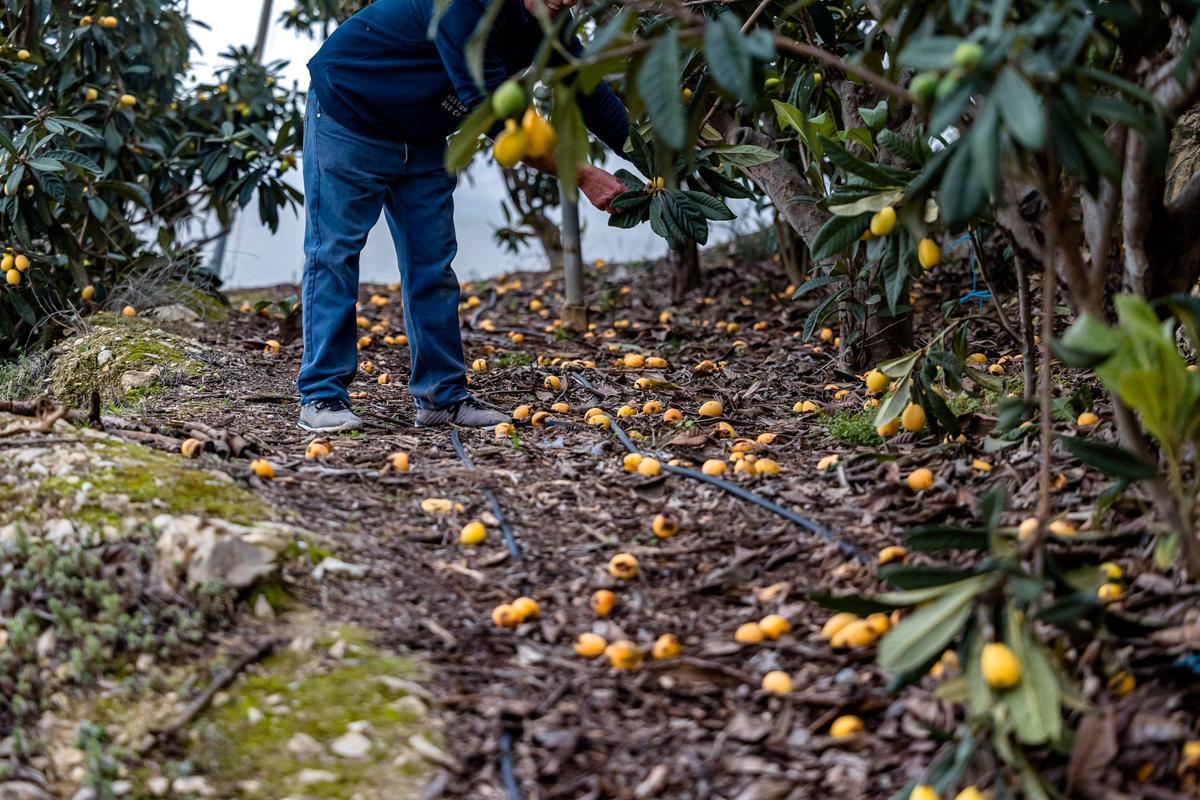 La lluvia echa a perder entre el 20 y el 25% de la cosecha de nísperos y los agricultores no cobrarán el seguro.