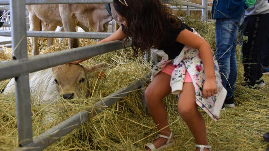 Una nena tocant un vedell a la Fira de Santa Tecla de Berga de l&#039;any passat