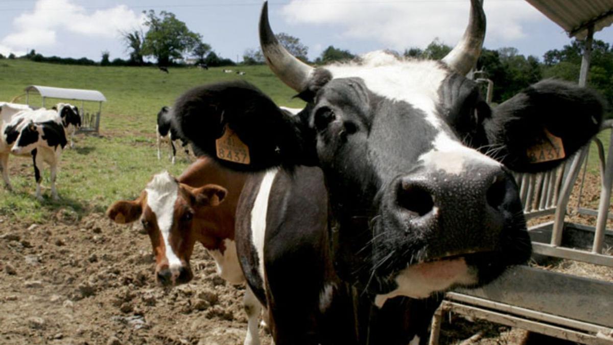 „La vaca“ ist die „Kuh“, und „ordeñar“ heißt „melken“.  | FOTO: PABLO SOLARES