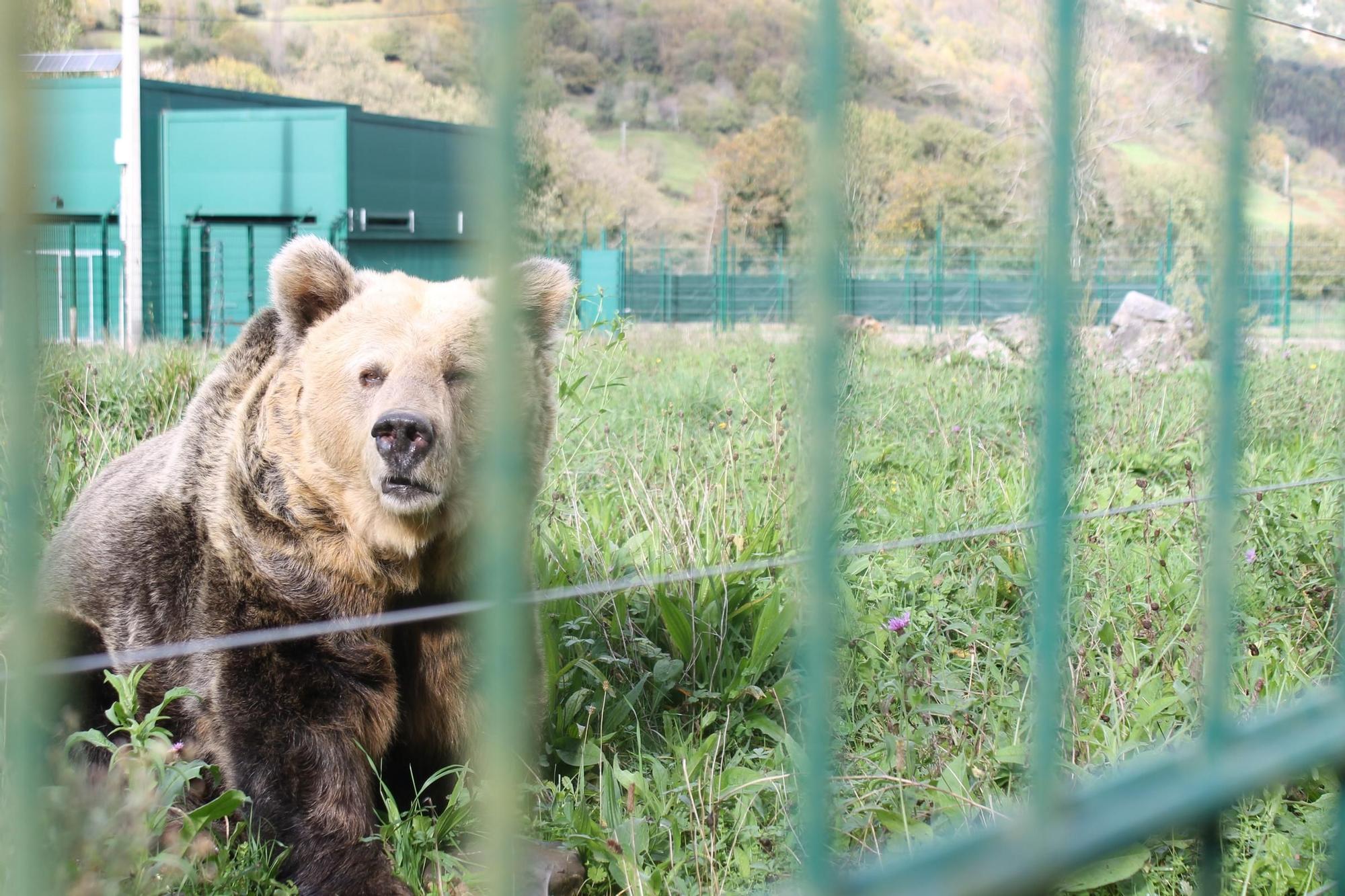 EN IMÁGENES: Así fue la vida de la osa "Paca" en el cercado de los Valles del Trubia