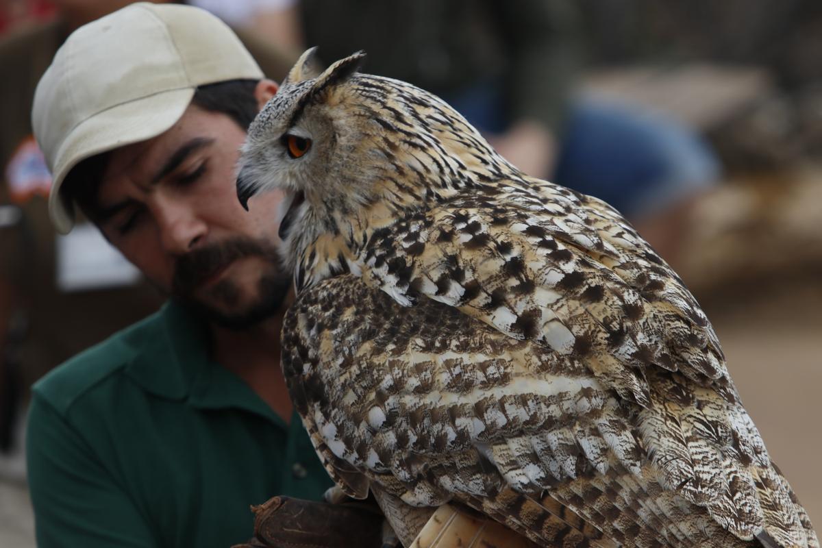 Una exhibición de aves rapaces del Poblado Central de Selwo Aventura