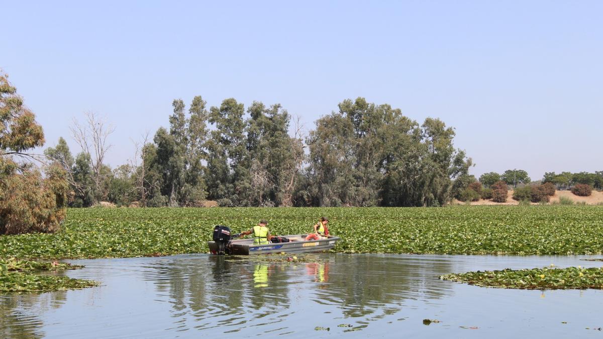 Embarcación de vigilancia y control de especies invasoras, en el Guadiana.