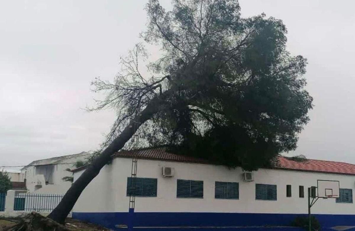 Árbol caído sobre uno de los edificios del colegio Genil en La Monttiela, Santaella, en una imagen facilitada por CSIF.
