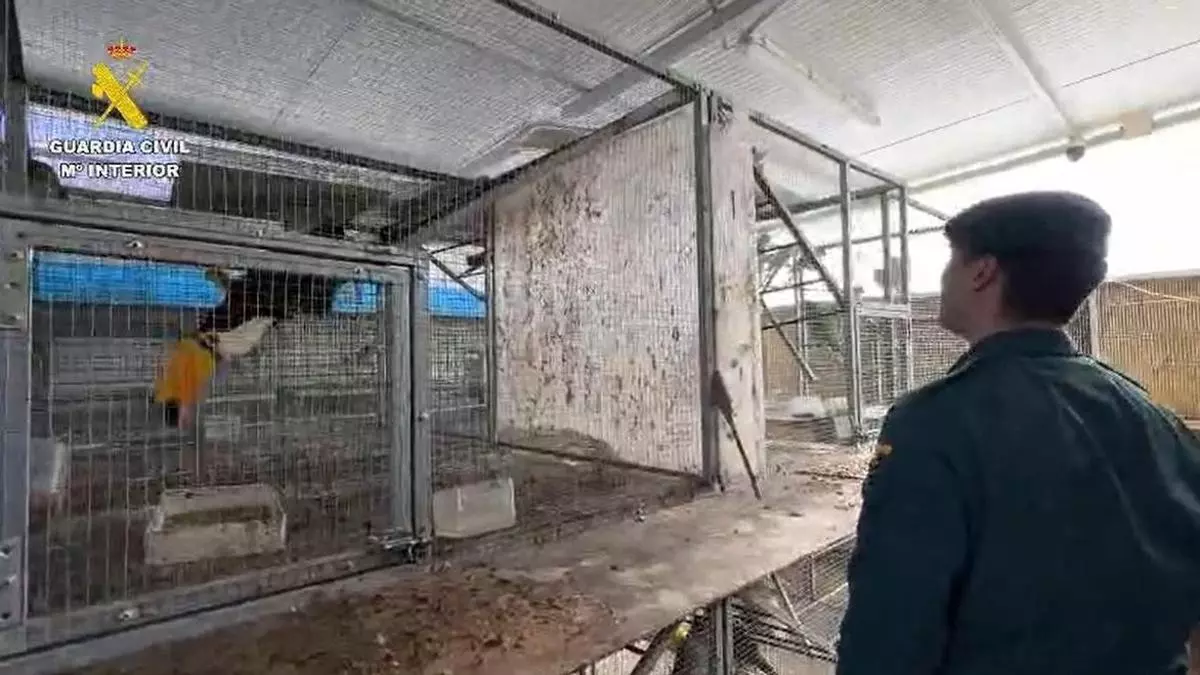La Guardia Civil rescata más de 500 aves exóticas protegidas del interior de una vivienda en Cádiz
