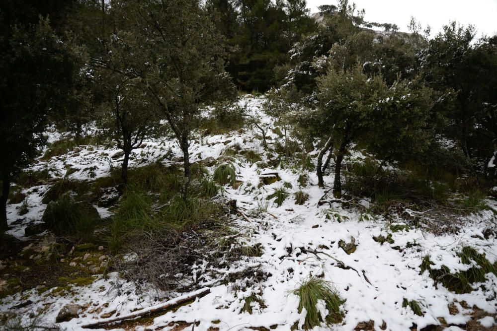 Am Freitag (2.2.) hat es in den Höhenlagen von Mallorca geschneit - die weiße Pracht war am Samstag weithin sichtbar und Attraktion für kleine und große Ausflügler.