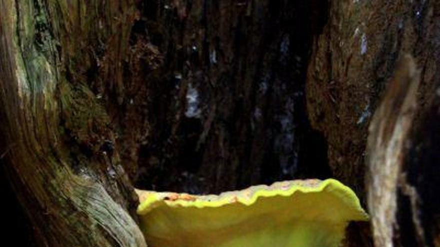 Laetiporus sulphureus, el hongo detectado en el bosque del Tejedelo