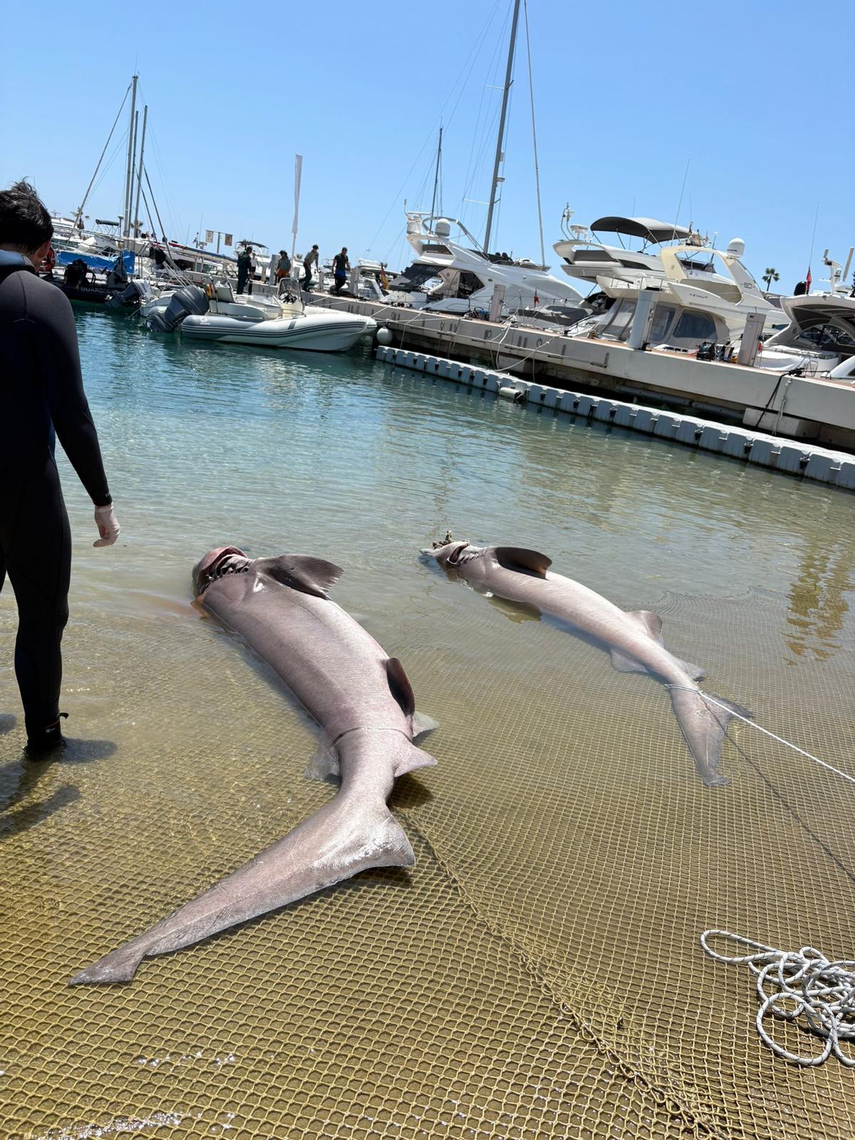 Encuentran dos tiburones muertos frente a la costa de Cala Nova, en la bahía de Palma
