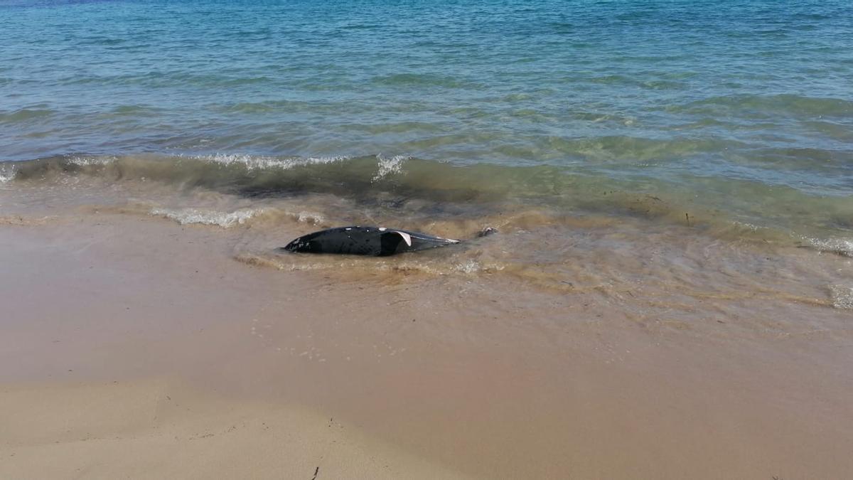 Aparece un delfín muerto en una playa de El Campello