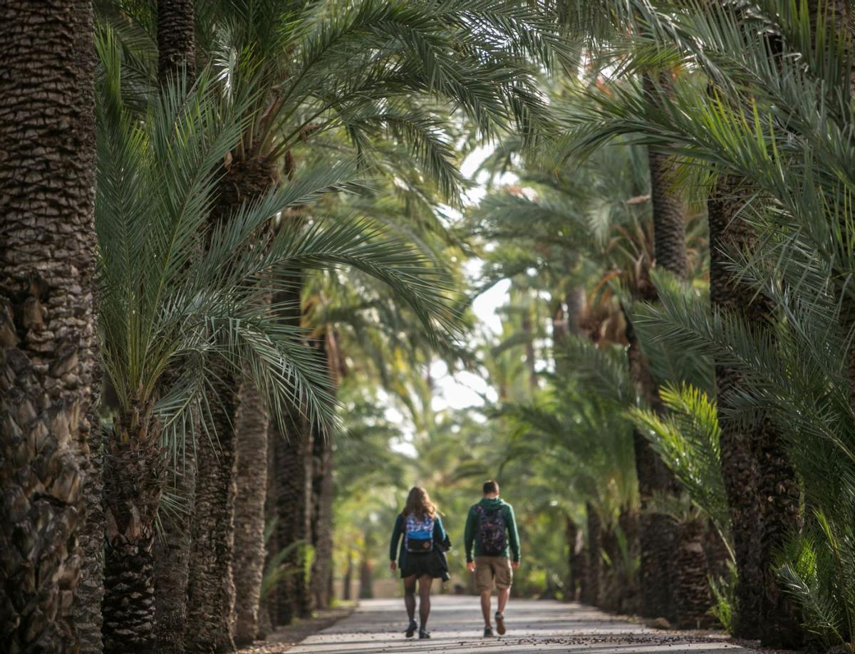 Dos personas pasean entre el Palmeral de Elche, en una imagen de archivo.