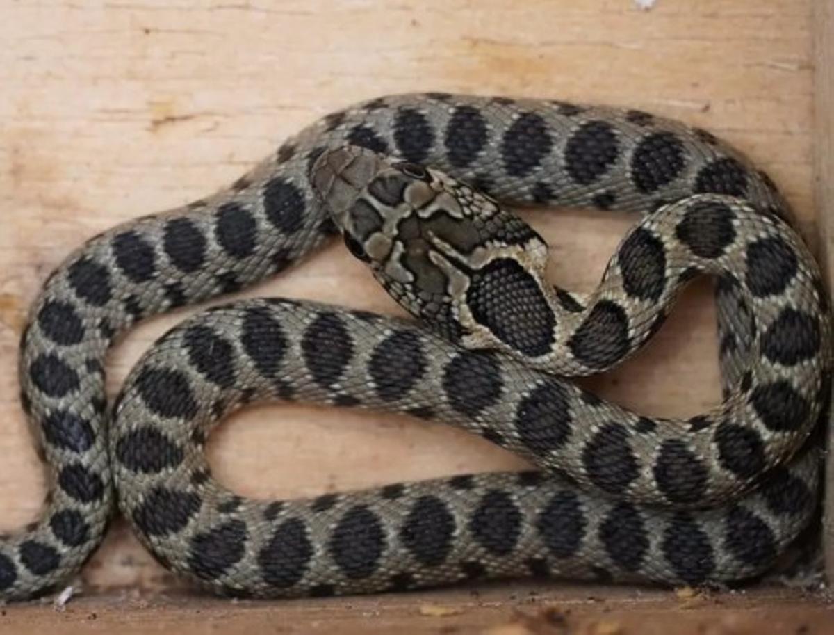 Die Hufeisennatter (Serp de ferradura).