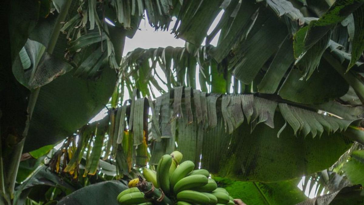 Un trabajador carga una piña de plátanos durante la erupción en La Palma.  | | A. G.