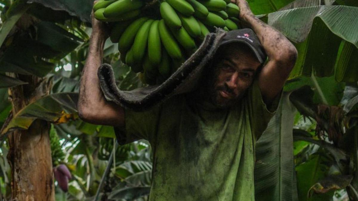 Un trabajador carga una piña de plátanos durante la erupción en La Palma.  | | A. G.