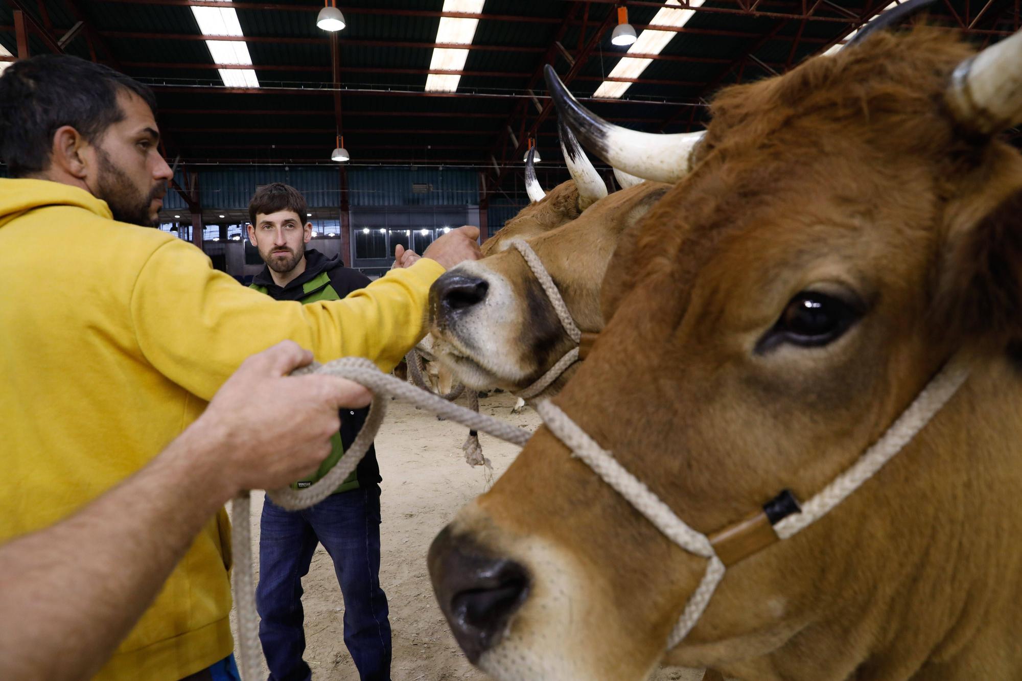 El gran cierre de La Ascensión: así fue la última jornada festiva en la feria del campo en Oviedo