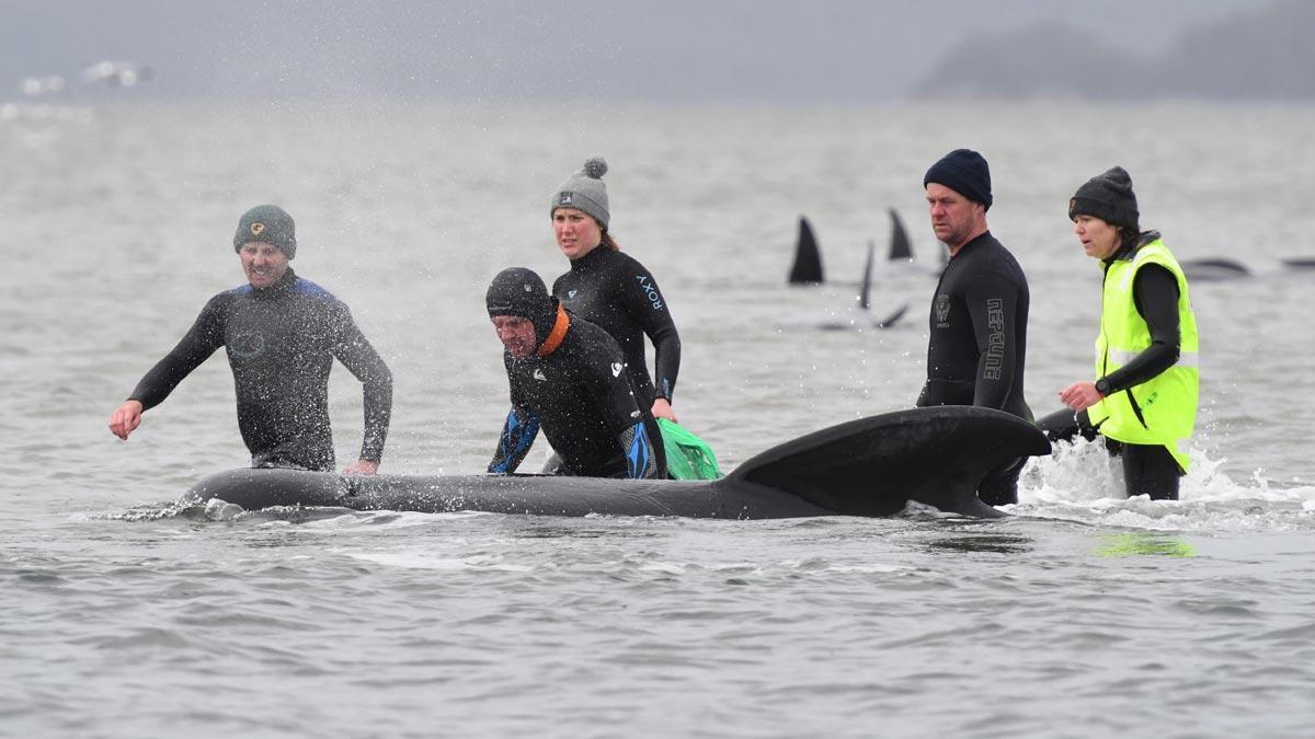 Un tercio de las 270 ballenas varadas en Australia han muerto, según los socorristas