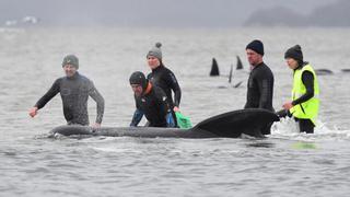 Operación de rescate para salvar a 180 ballenas varadas en Australia | VÍDEO