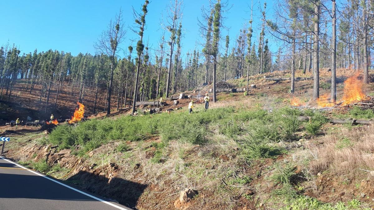 El Cabildo de Gran Canaria realiza quemas para dificultar la propagación de posibles incendios forestales