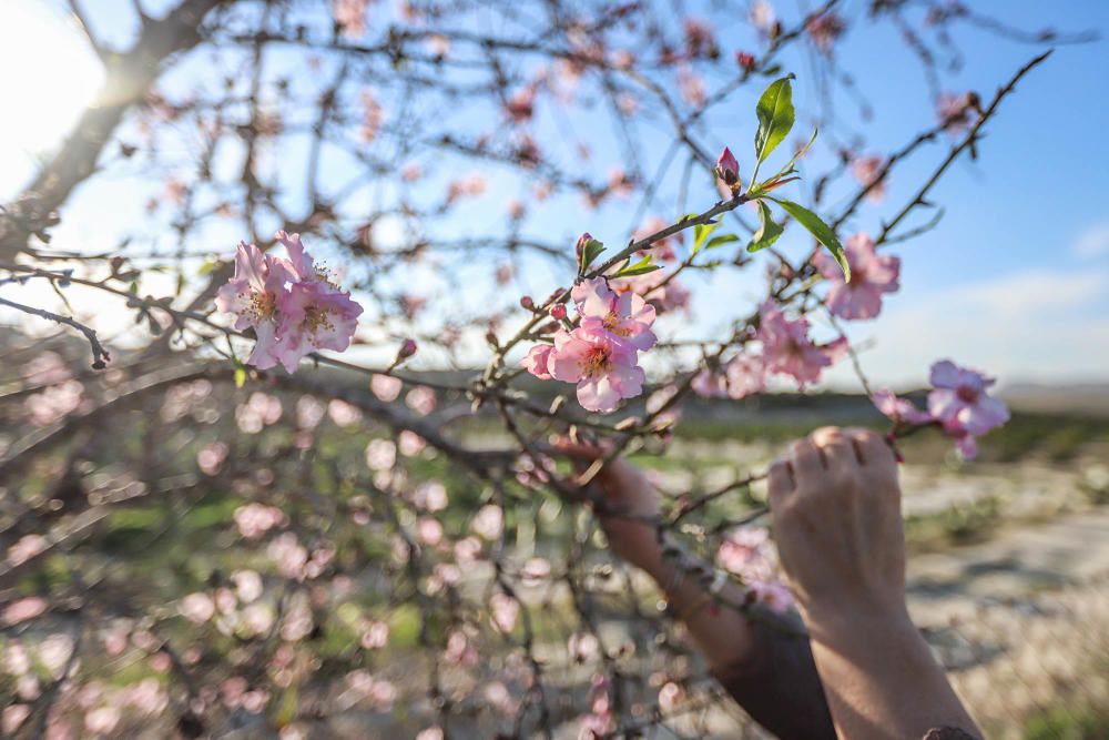 En algunos bancales de secano de la Vega Baja los almendros ya están en flor Es habitual para el caso de la comarca y más este año con lluvia y temperaturas moderadas de los últimos dos meses.