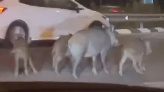 Una familia de jabalíes sorprende en la Avenida del Mar de Castelló entrando a una rotonda