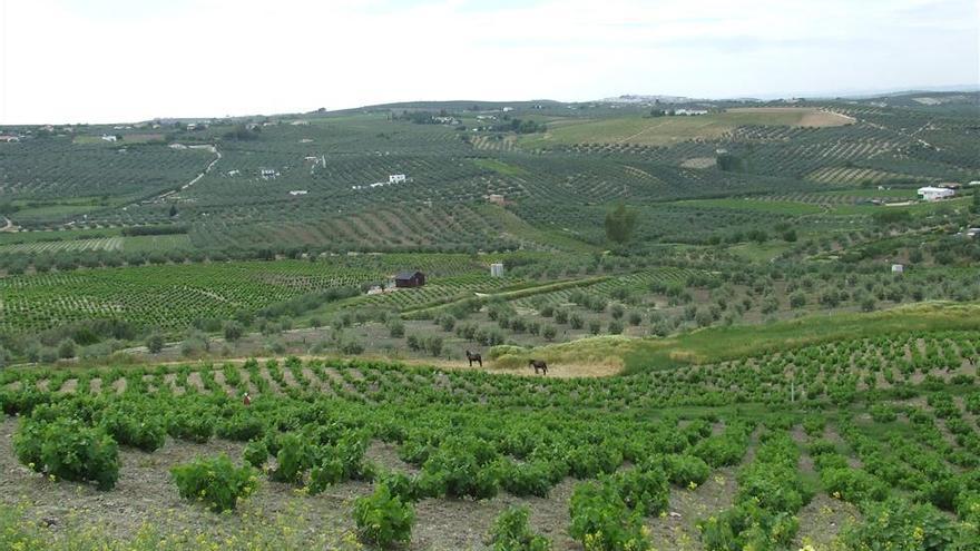 El Consejo Regulador pide &quot;priorizar&quot; el control del mildiu en los viñedos