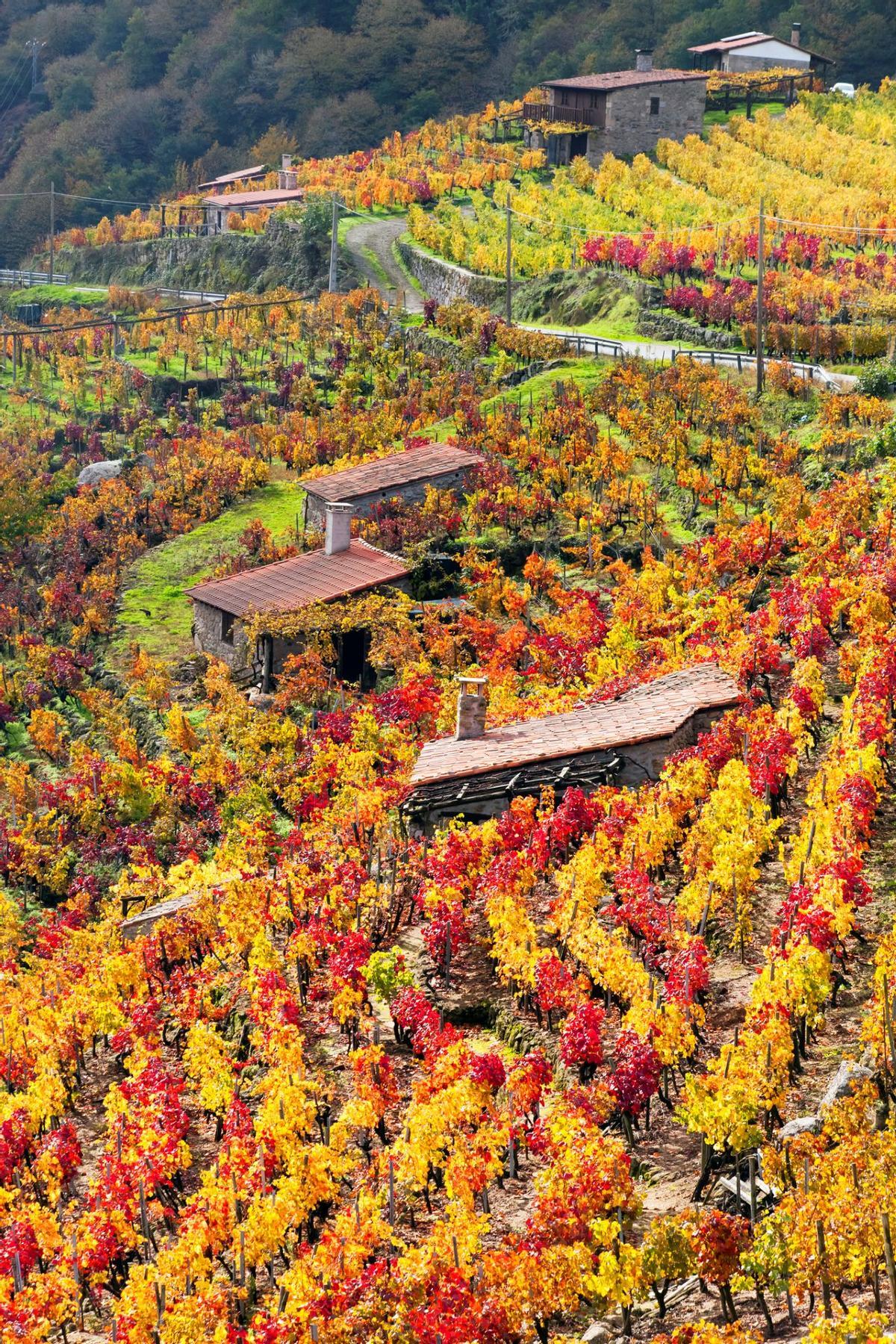 Los viñedos casi verticales de la Ribeira Sacra