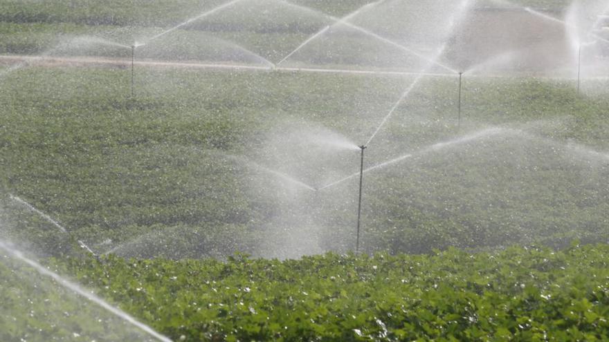 Parcela de regadío en la campiña cordobesa.