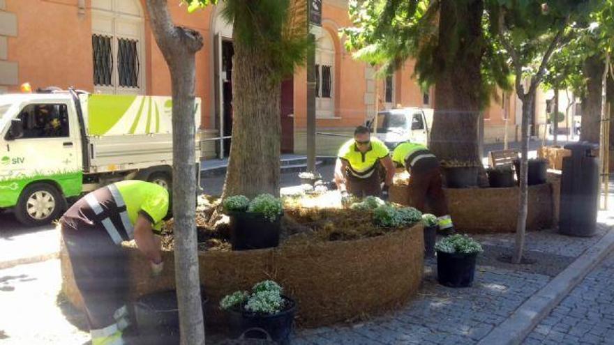 Nuevo aspecto de las casuarinas de la Plaza Romea.