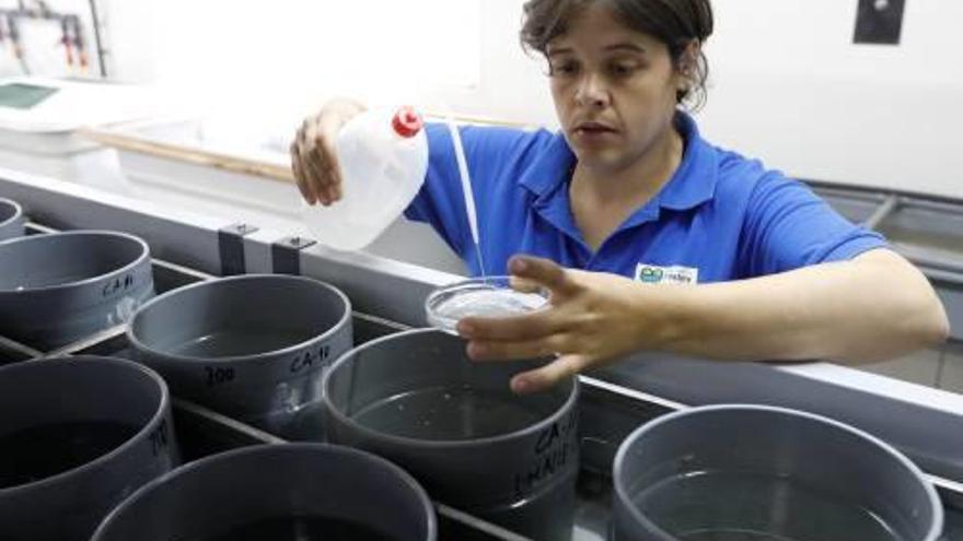 El laboratori de cria de nàiades a Porqueres, al maig.