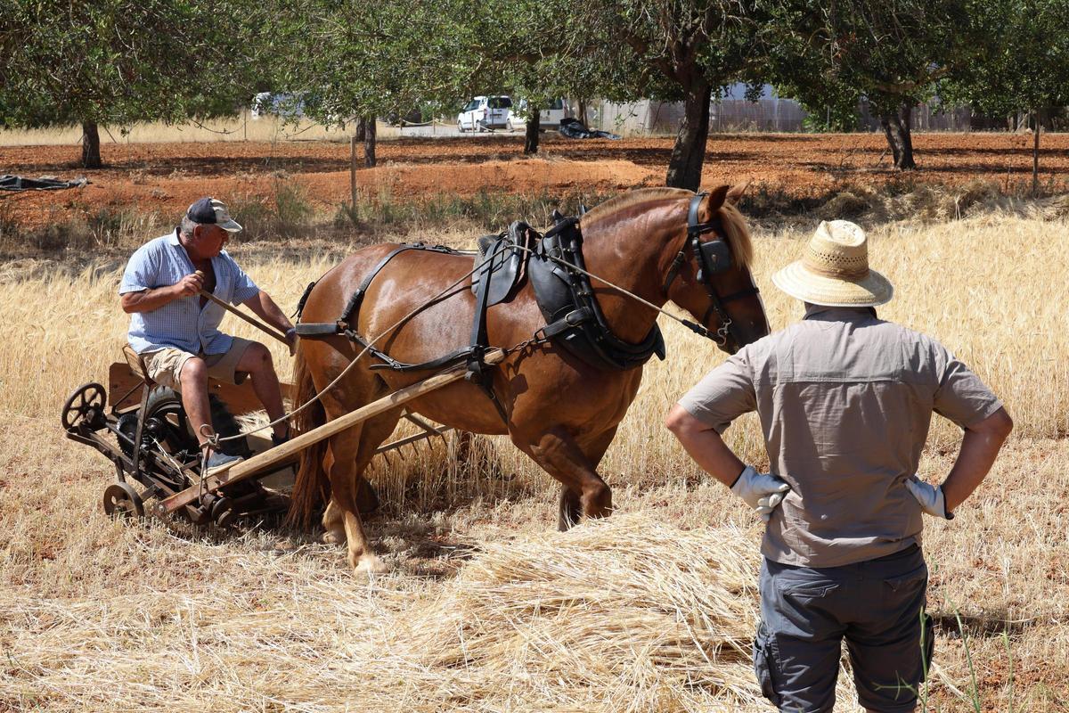 Galería: imágenes de las jornadas ‘De l’era al paller’ en Sant Carles Galería: imágenes de las jornadas ‘De l’era al paller’ en Sant Carles