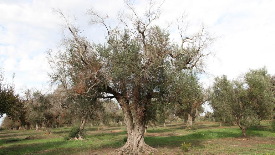 El CSIC lidera un proyecto para combatir la &#039;Xylella fastidiosa&#039; que ataca almendros y olivos