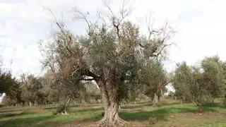 El CSIC lidera un proyecto para combatir la 'Xylella fastidiosa' que ataca almendros y olivos