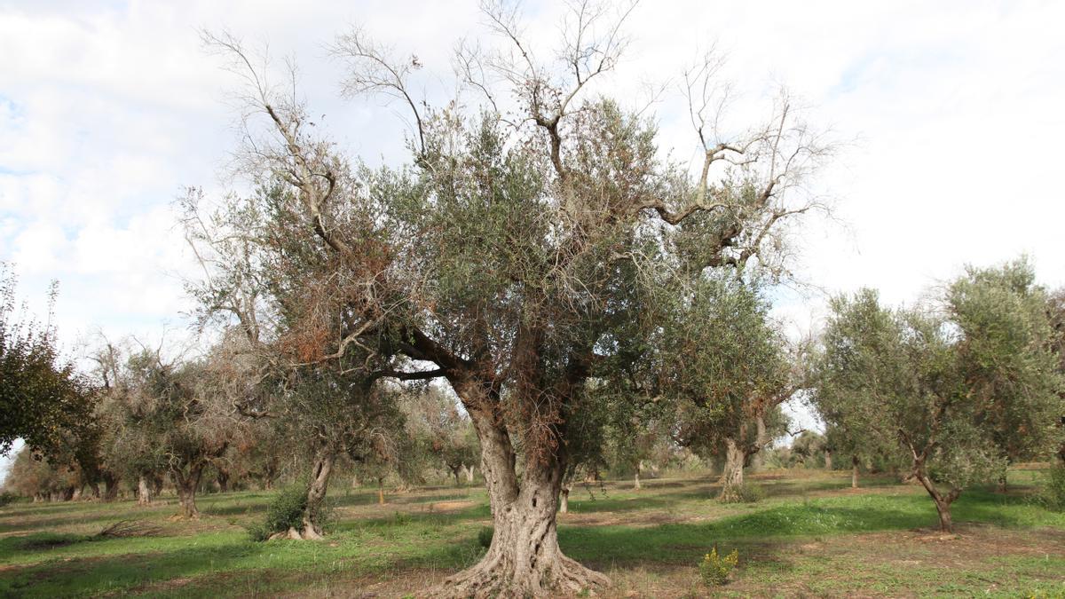 El CSIC lidera un proyecto para combatir la 'Xylella fastidiosa' que ataca a olivos y almendros