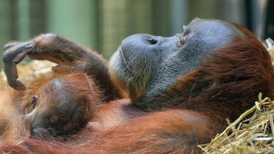 Así se comunican las madres orangután con sus crías