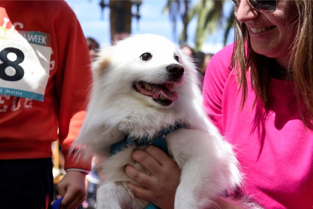 Garrapata fashion week, moda de perros en Jumilla