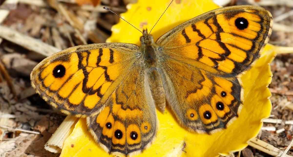 Las mariposas cambian de ubicación y de hábitos