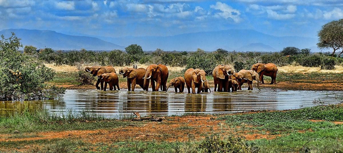 Un grupo de elefantes en un abrevadero.