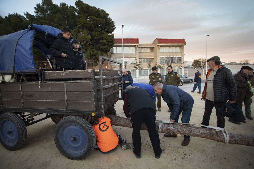 Sant Antoni arranca en Sagunt con la tradicional Plantà del Pi