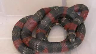 Alarma en Pinoso al aparecer en la calle un ejemplar semejante a la venenosa serpiente de coral