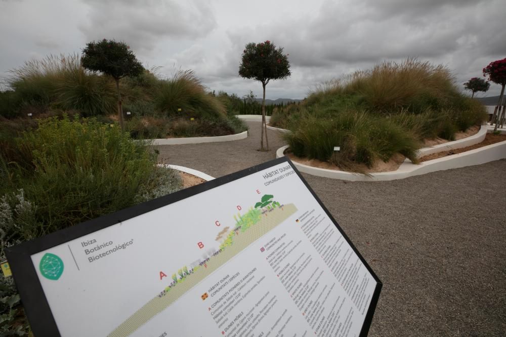 Abre sus puertas en Sant Rafel el primer jardín botánico y biotecnológico de las Pitiusas con vegetación de ambas islas