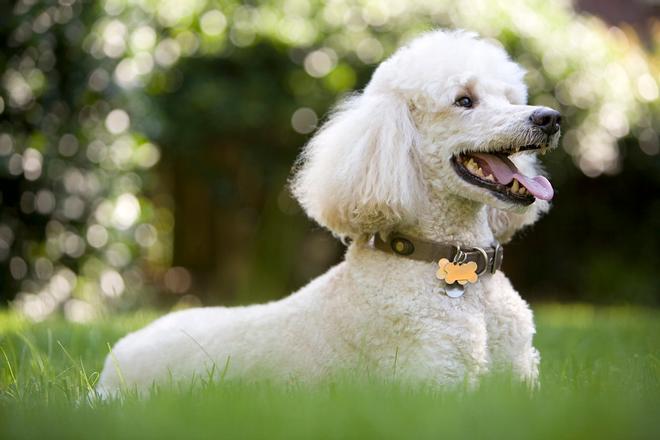 Caniche, perros inteligentes