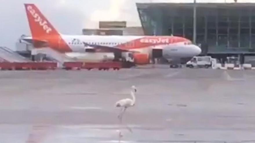 Un flamenco se pasea por la pista del aeropuerto de Palma  Vídeo